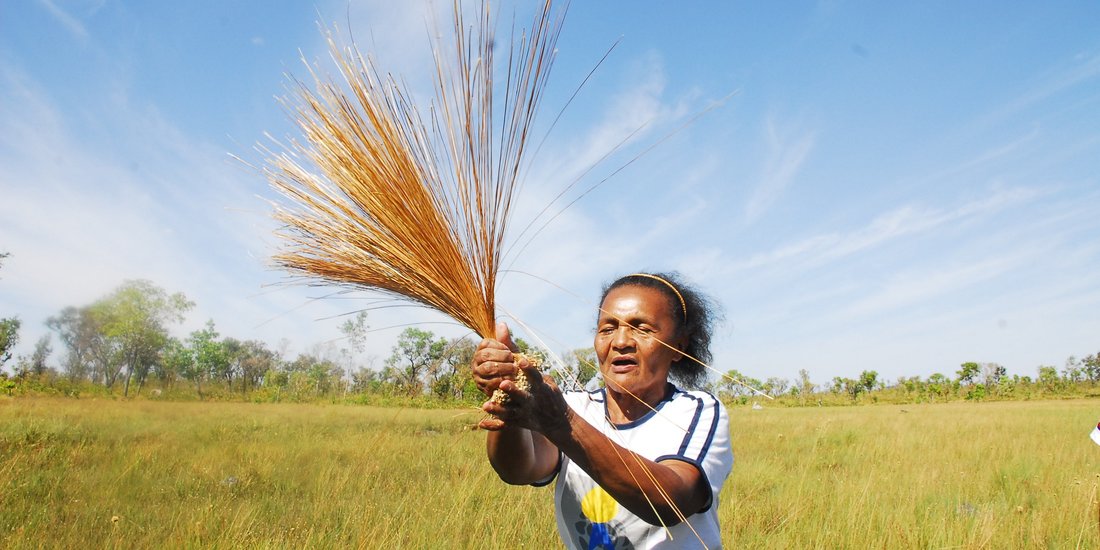 Campos de Capim Dourado