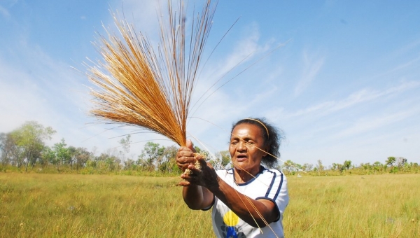 Campos de Capim Dourado